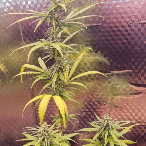 Prensseed growlog timeline photo