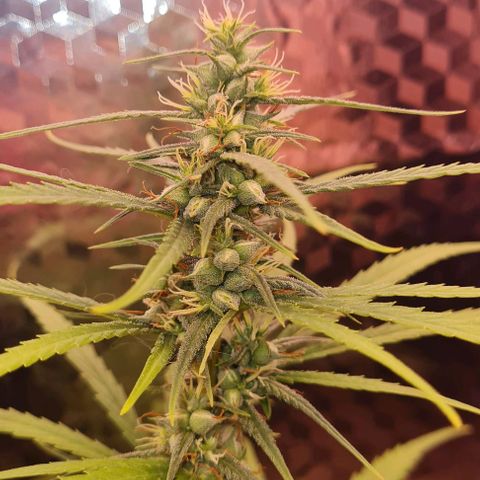 Prensseed growlog timeline photo