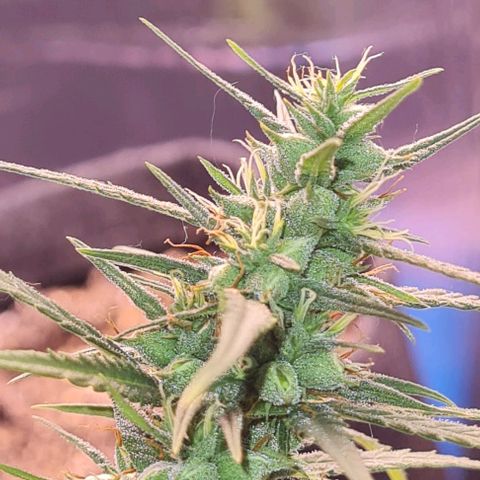 Prensseed growlog timeline photo
