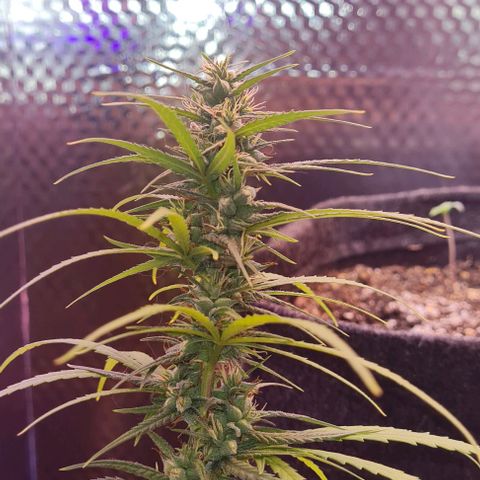Prensseed growlog timeline photo