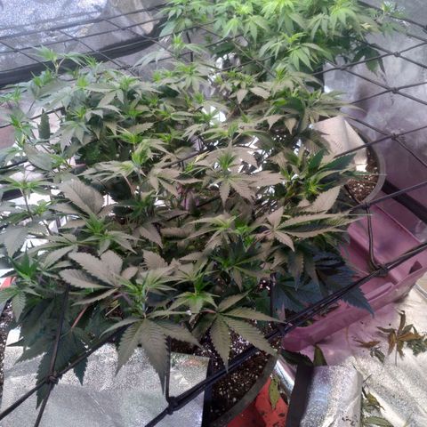 Green Crack growlog timeline photo