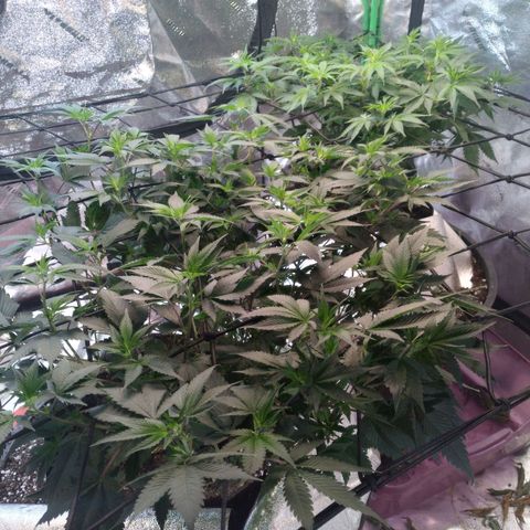 Green Crack growlog timeline photo