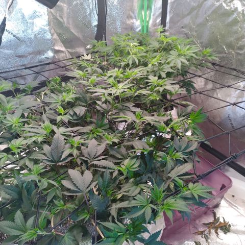 Green Crack growlog timeline photo