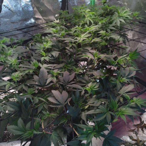 Green Crack growlog timeline photo