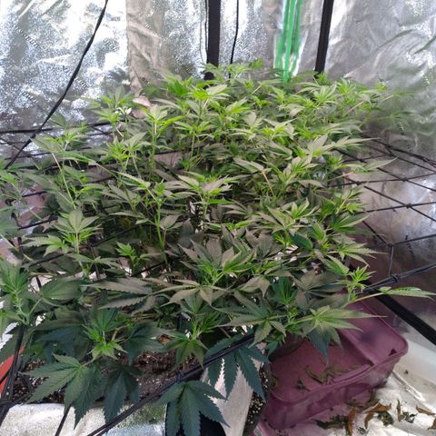 Green Crack growlog timeline photo