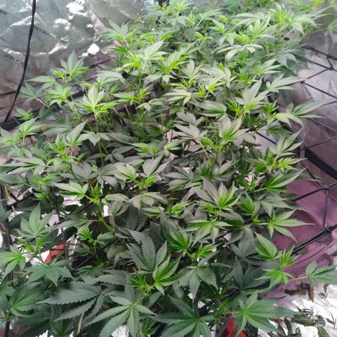 Green Crack growlog timeline photo