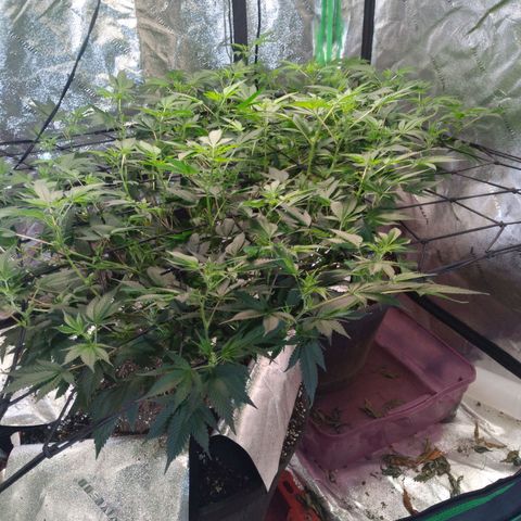 Green Crack growlog timeline photo