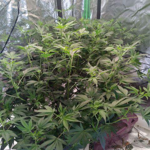 Green Crack growlog timeline photo