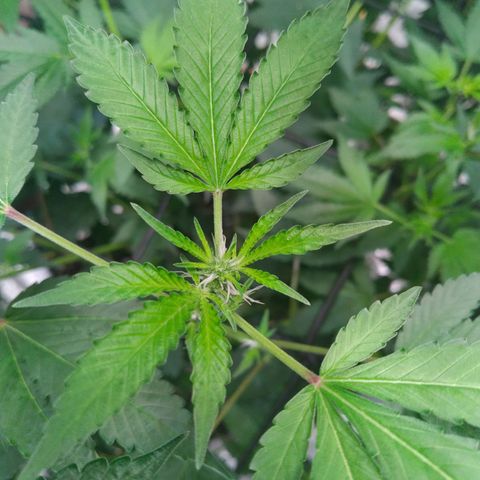 Green Crack growlog timeline photo