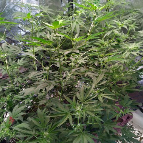Green Crack growlog timeline photo
