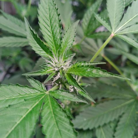 Green Crack growlog timeline photo
