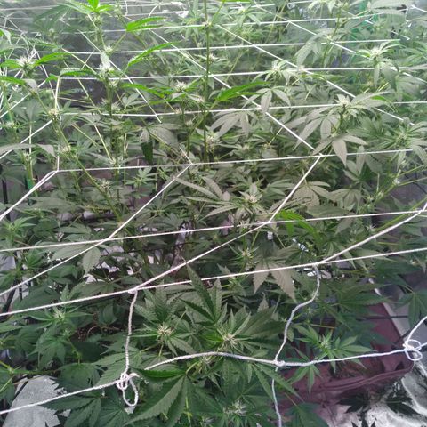 Green Crack growlog timeline photo