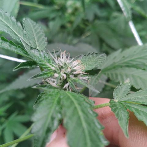 Green Crack growlog timeline photo
