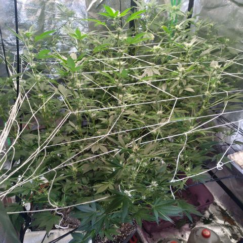 Green Crack growlog timeline photo