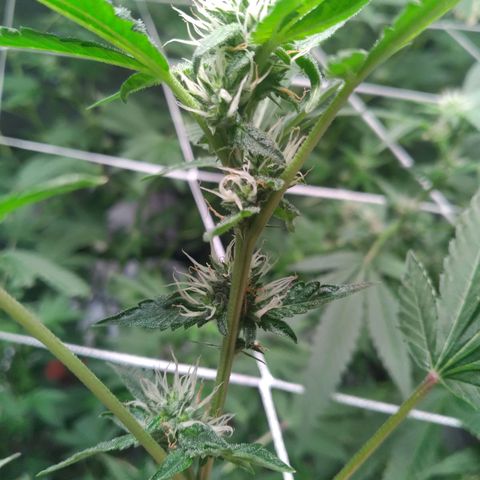 Green Crack growlog timeline photo