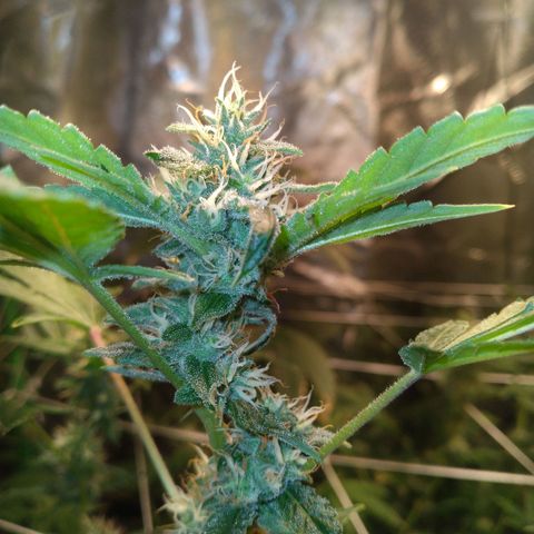Green Crack growlog timeline photo