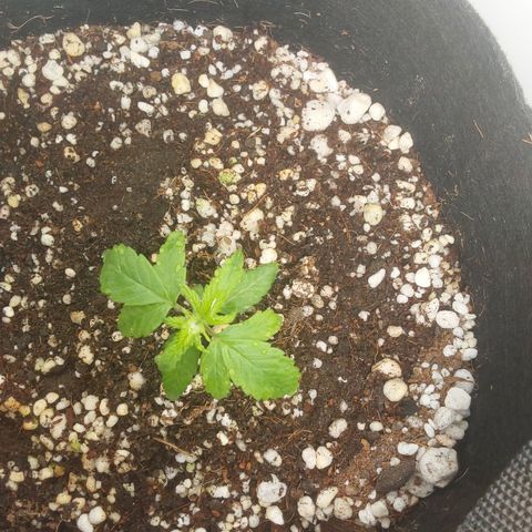 Moby Dick Auto growlog timeline photo
