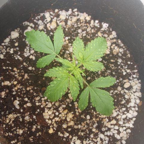 Canna Blue Dragon Auto  growlog timeline photo
