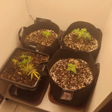 Canna Blue Dragon Auto  growlog timeline photo