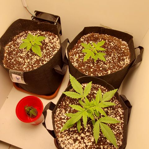 Moby Dick Auto growlog photo: Foto pós 1 poda (fim)