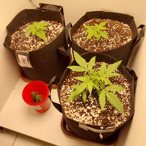 Moby Dick Auto growlog photo: Foto pós 1 poda (fim)
