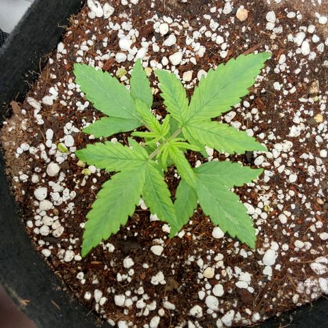 Moby Dick Auto growlog photo: Foto pós 1 poda (fim)