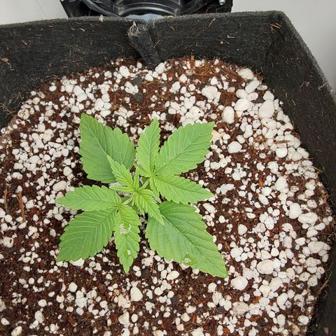 Jake 47 mãe  growlog timeline photo