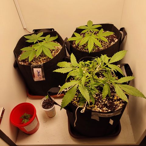 Canna Blue Dragon Auto  growlog photo: Amarras feitas hoje na Blue Dragon 