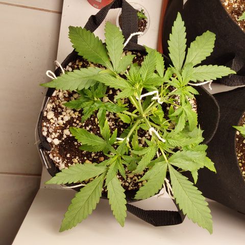 Canna Blue Dragon Auto  growlog photo: Amarras feitas hoje na Blue Dragon 