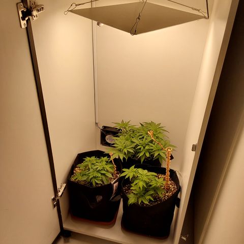 Canna Blue Dragon Auto  growlog timeline photo
