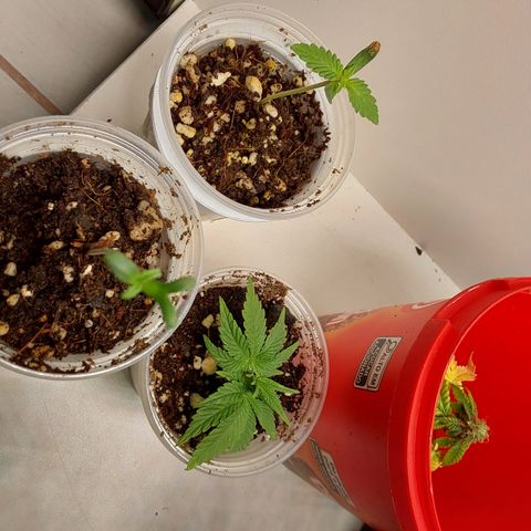 Harlequin CBD growlog photo: Hoje passei ela pra um vaso grande 11l feltro 