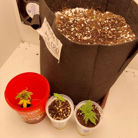 Harlequin CBD growlog photo: Hoje passei ela pra um vaso grande 11l feltro 