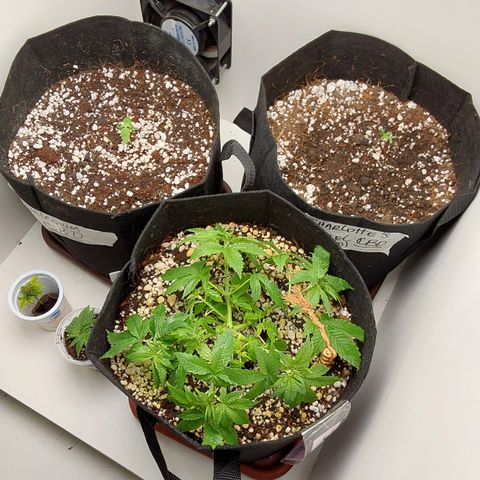 Harlequin CBD growlog photo: Hoje passei ela pra um vaso grande 11l feltro 