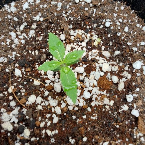 Harlequin CBD growlog timeline photo