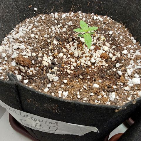 Harlequin CBD growlog timeline photo