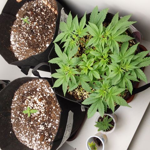 Jake 47 mãe  growlog timeline photo