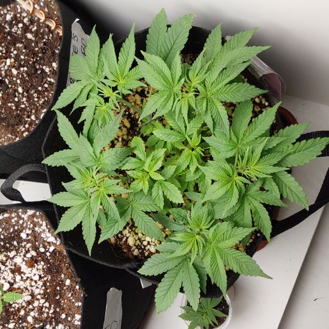 Jake 47 mãe  growlog timeline photo