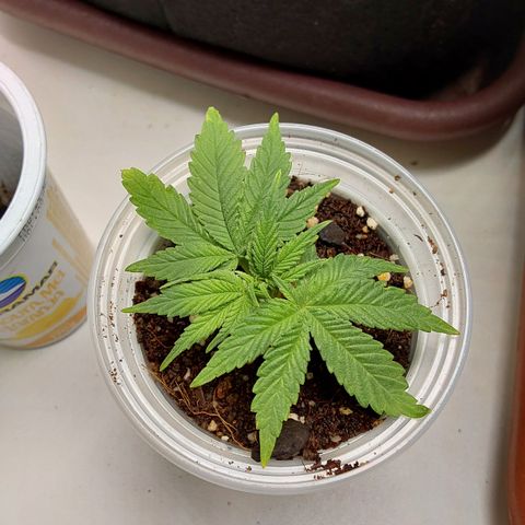 Jake 47 mãe  growlog timeline photo