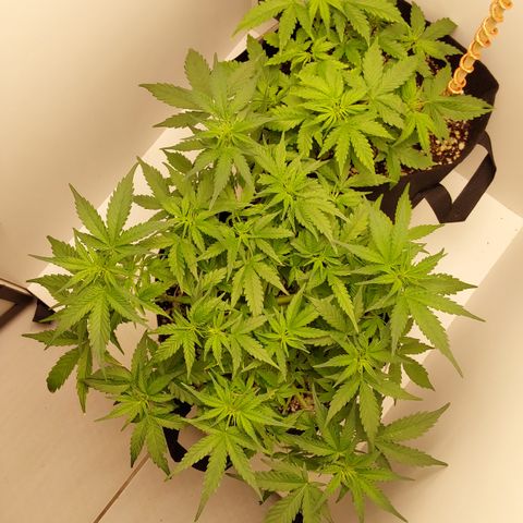 Canna Blue Dragon Auto  growlog timeline photo