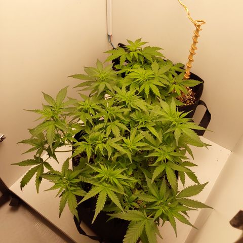Canna Blue Dragon Auto  growlog timeline photo