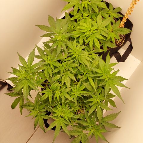 Moby Dick Auto growlog photo: A Moby é a do fundo... 
Blue dragon na frente 
Ambas auto 