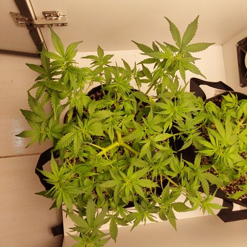 Canna Blue Dragon Auto  growlog photo: Ajustei as estacas pra abrir mais... 
Acho q vi sinais q vai entrar em floração 