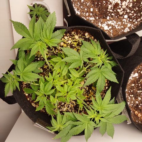 Jake 47 mãe  growlog photo: Reajustei as estacas pra abrir mais ela 