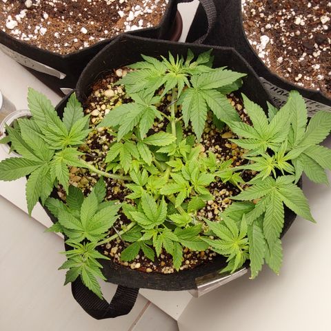 Jake 47 mãe  growlog photo: Reajustei as estacas pra abrir mais ela 