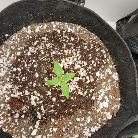 Harlequin CBD growlog timeline photo
