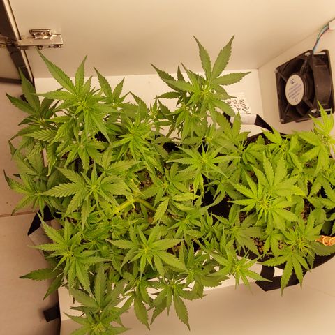 Canna Blue Dragon Auto  growlog photo: Primeiros sinais de floração 