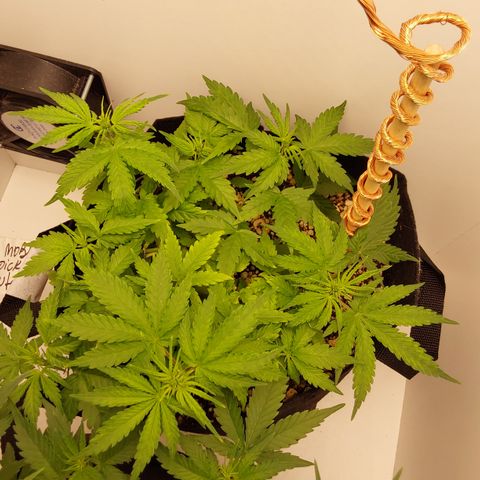Moby Dick Auto growlog photo: Primeiros micro sinais de floração 