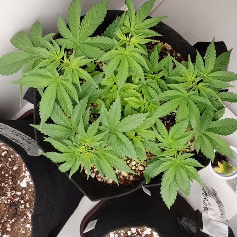 Jake 47 mãe  growlog photo: Amou a limpeza e recolocacao das estacas! Encheu de brotos durante a noite! 