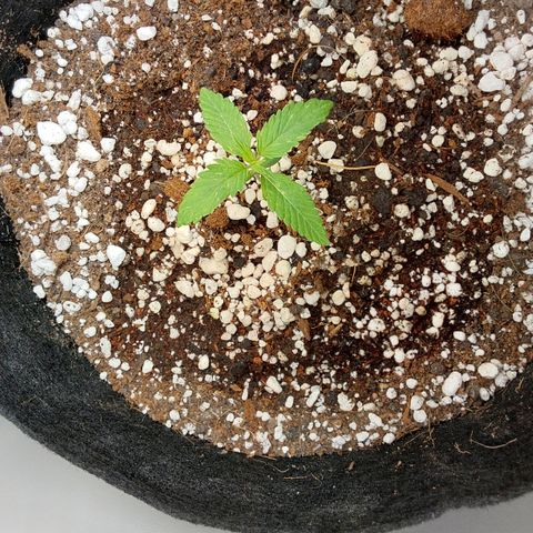 Harlequin CBD growlog timeline photo