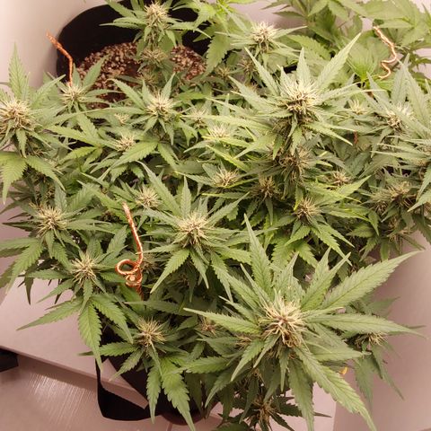Canna Blue Dragon Auto  growlog timeline photo